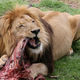 Illustration for article titled 8 Tools to Keep You from Being Eaten While on Safari